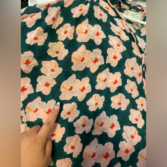 ❌SOLD❌acacia | Mombasa x Mahalo - Picture 4 of 4